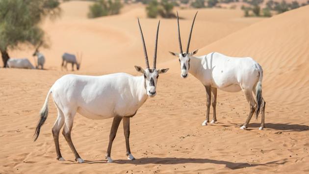 Want to see one of the desert's most mythical creatures? Visit this sprawling sanctuary in Oman | Travel - Hindustan Times Want to see one of the desert's most mythical creatures? Visit this sprawling sanctuary in Oman | Travel - Hindustan Times