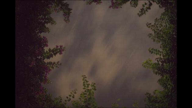 “When I come across the tree swaying with the wind, it reminds me of a song, of losing my inhibitions buried deep within.The photographs explore the idea of my reality,” writes Sehgal. (Vinati Sehgal) “When I come across the tree swaying with the wind, it reminds me of a song, of losing my inhibitions buried deep within.The photographs explore the idea of my reality,” writes Sehgal. (Vinati Sehgal)