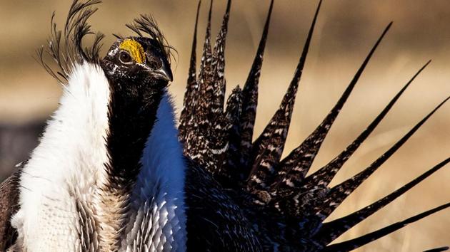 US Bureau of Land Management photo shows a sage grouse in this undated photo. (Reuters File Photo) US Bureau of Land Management photo shows a sage grouse in this undated photo. (Reuters File Photo)