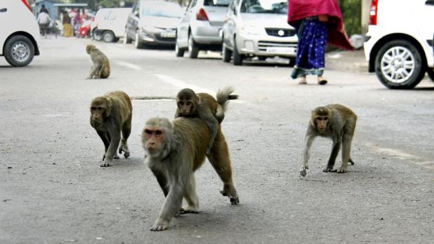 The MCG has denied allegations of treating monkeys cruelly. Officials said they have only tried to keep residents safe.(HT file photo)