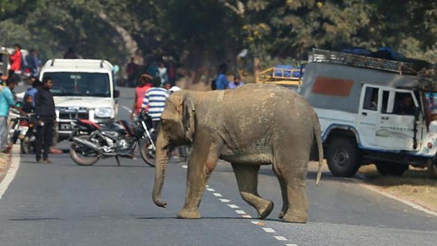 A baby elephant crosses the road. People in villages that come in the paths of elephants have been carrying out nightly patrol to avoid more deaths. (Sanjoy Dey/HT File Photo) A baby elephant crosses the road. People in villages that come in the paths of elephants have been carrying out nightly patrol to avoid more deaths. (Sanjoy Dey/HT File Photo)