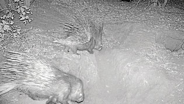 A camera trap photo of porcupines entering their burrow with a young one. (PHOTO: DR HN KUMARA/SACON) A camera trap photo of porcupines entering their burrow with a young one. (PHOTO: DR HN KUMARA/SACON)