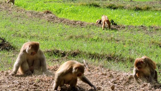 Wild animals add to Uttarakhand hill farmers' woes - Hindustan Times Wild animals add to Uttarakhand hill farmers' woes - Hindustan Times