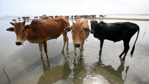 In August this year, the BJP government in Chhattisgarh had come under attack from opposition over deaths of a large number of cows at three state-aided shelters. (File) In August this year, the BJP government in Chhattisgarh had come under attack from opposition over deaths of a large number of cows at three state-aided shelters. (File)