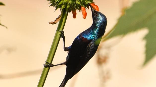 A purple sunbird seen at Pashan Lake on Sunday.(Sanket Wankhade/HT PHOTO)