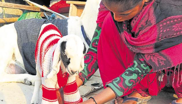 Baby goat named Chhotu wearing the old cardigan of his owner. (Mayank Austen Soofi / HT Photo) Baby goat named Chhotu wearing the old cardigan of his owner. (Mayank Austen Soofi / HT Photo)