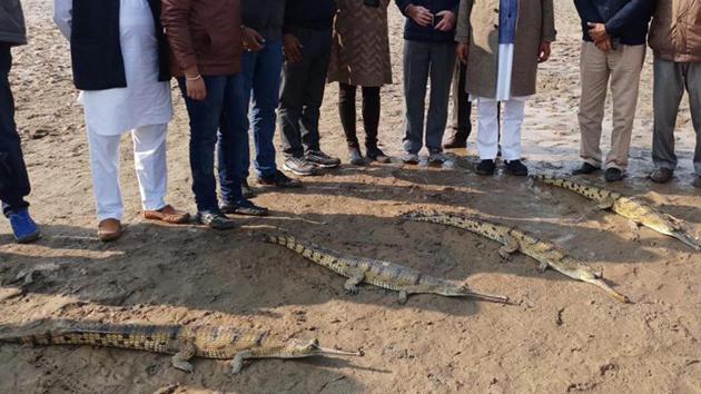 The animals were transported in trucks to the Gagrewal village, 30 km from district headquarters, from Chhatbir zoo in Mohali. e in Tarn Taran on Sunday.(HT Photo) The animals were transported in trucks to the Gagrewal village, 30 km from district headquarters, from Chhatbir zoo in Mohali. e in Tarn Taran on Sunday.(HT Photo)