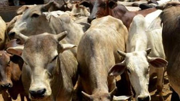 A manual prepared by Union minister Maneka Gandhi, an avowed animal activist, prescribes protocols for everything from feeding cows to disposal of carcasses. (AFP File) A manual prepared by Union minister Maneka Gandhi, an avowed animal activist, prescribes protocols for everything from feeding cows to disposal of carcasses. (AFP File)