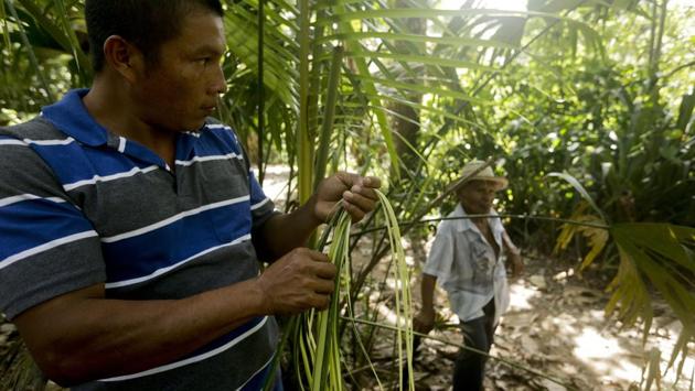 Pasion Gutierrez (R), and his son Juan Carlos Gutierrez in their home yard where they extract primary materials for pintao hats. Artisans of the truly Panamanian pintao hat start with the fibers of several plants that are cured and then woven into braids that are wrapped around a wooden form and sewn together from the crown of the hat downwards. (Arnulfo Franco / AP)