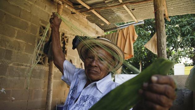 Pasion Gutierrez, 81, extracts fibers for pintao hat at his home in El Jaguito, Panama. He grows some of the plants such as agave –harvested under a full moon for best results-- around his house while others are found high in the mountains. Gutierrez, his wife Anazaria and several of their children and grandchildren make pintaos. His eyesight doesn’t allow him to do the fine needlework anymore, but he harvests, prepares and braids the fibers. (Arnulfo Franco / AP)
