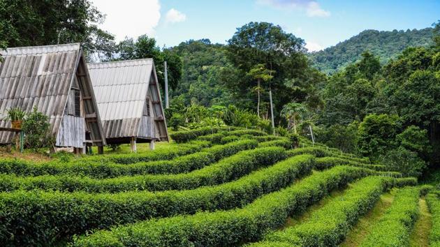 It is the ideal place for a fun getaway and a tranquil vacation in the middle of nature.(Shutterstock)