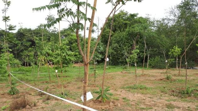 Seeking interim protection from arrest, they had told court that they would plant 300 saplings of same or similar varieties of the plant in the area where it was alleged that they had cut down 200 plants. (HT File/Representative image) Seeking interim protection from arrest, they had told court that they would plant 300 saplings of same or similar varieties of the plant in the area where it was alleged that they had cut down 200 plants. (HT File/Representative image)