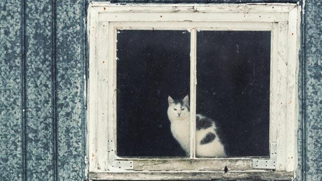 Sailor says he and his cat survived on half a packet of Chinese soup per day and fishing. (Getty Images/iStockphoto) Sailor says he and his cat survived on half a packet of Chinese soup per day and fishing. (Getty Images/iStockphoto)