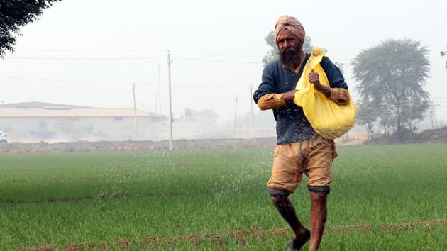 Due to a mix of adequate sunlight and cold spell, photosynthesis triggers the growth of wheat plants. (HT File) Due to a mix of adequate sunlight and cold spell, photosynthesis triggers the growth of wheat plants. (HT File)