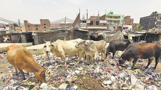 Eating polythene was cited as a reason behind the increasing cow deaths in the sanctuary in Agar-Malwa district. (HT File) Eating polythene was cited as a reason behind the increasing cow deaths in the sanctuary in Agar-Malwa district. (HT File)