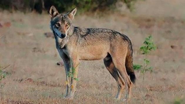 Figures obtained from the forest department show that the wolf population in Rajasthan has come from 924 in 2011 to 892 in 2016. (HT Photo) Figures obtained from the forest department show that the wolf population in Rajasthan has come from 924 in 2011 to 892 in 2016. (HT Photo)