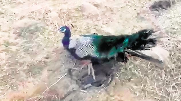 A peacock is caught in a metal animal trap near a residential area adjoining the Aravallis in Gurgaon, Haryana.(HT File Photo) A peacock is caught in a metal animal trap near a residential area adjoining the Aravallis in Gurgaon, Haryana.(HT File Photo)