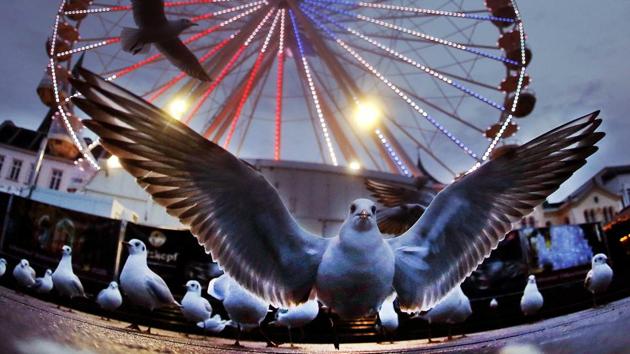A colony of seagulls sits in front of a ferris wheel at the Christmas market in Schwerin, Germany on December 27, 2017. (Michael Probst / AP) A colony of seagulls sits in front of a ferris wheel at the Christmas market in Schwerin, Germany on December 27, 2017. (Michael Probst / AP)