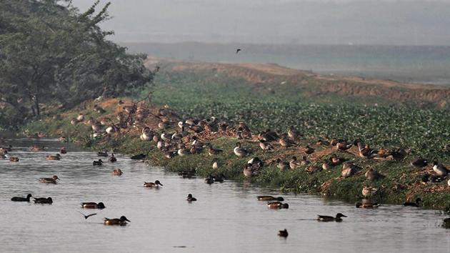 The Basai wetland qualifies to be declared as a ‘Ramsar’ site, which implies that it has international importance, reads a remark in the 2004 survey by the Salim Ali Centre for Ornithology and Natural History.(HT File) The Basai wetland qualifies to be declared as a ‘Ramsar’ site, which implies that it has international importance, reads a remark in the 2004 survey by the Salim Ali Centre for Ornithology and Natural History.(HT File)