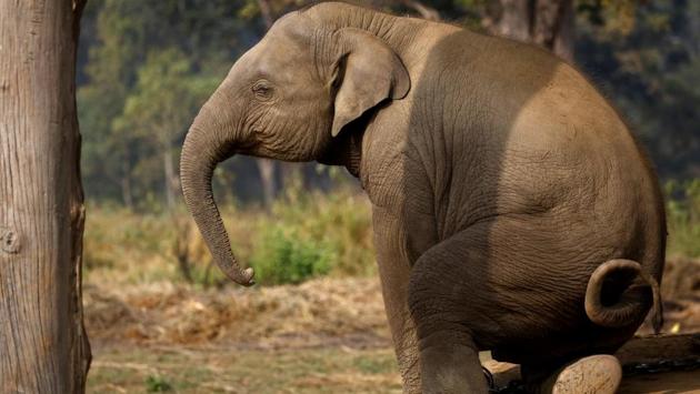 A twenty-one months old baby elephant sits cross-legged at the elephant breeding center in Chitwan, Nepal on December 24, 2017. (Navesh Chitrakar / REUTERS) A twenty-one months old baby elephant sits cross-legged at the elephant breeding center in Chitwan, Nepal on December 24, 2017. (Navesh Chitrakar / REUTERS)