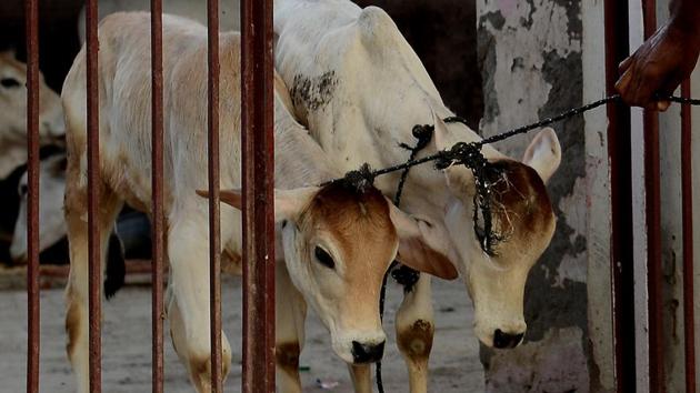 A caretaker guides calves through the door at a cow shelter in New Delhi on April 25, 2017.(AFP File Photo)