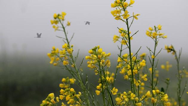 Dew drops shining on mustard in a field near Zirakpur. (Sushil Prajapati/HT ) Dew drops shining on mustard in a field near Zirakpur. (Sushil Prajapati/HT )