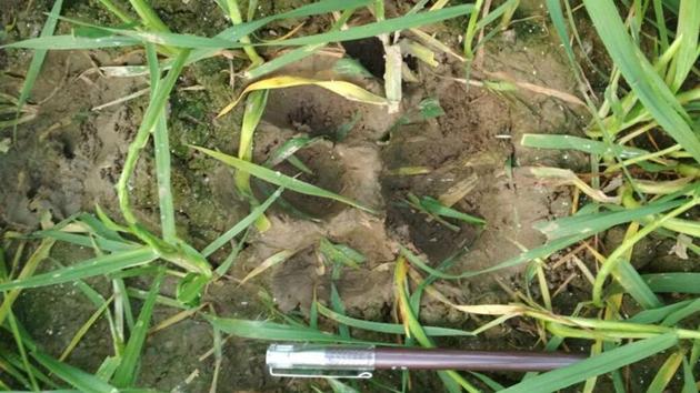 A tiger pug mark found near a village in Pilibhit. A total of 17 people have been killed by tigers this year. (HT Photo) A tiger pug mark found near a village in Pilibhit. A total of 17 people have been killed by tigers this year. (HT Photo)