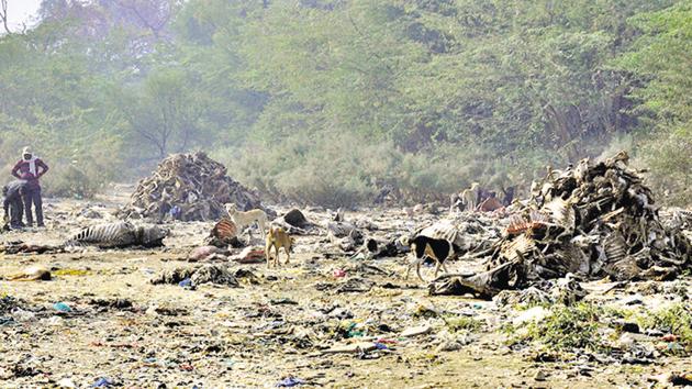 Cattle carcasses dumped near Bharatpur’s Keoladeo National Park, a world heritage site, in Rajasthan.(HT Photo)