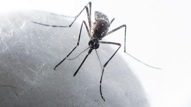 Mumbai, India - September 24, 2016: The aedes aegypti mosquito that spreads dengue and chikungunya. The BMC is looking to identify and stop the breeding of the mosquitoes, as cases of dengue rise in Mumbai. (Photo by Satish Bate/ Hindustan Times) (Satish Bate/HT PHOTO) Mumbai, India - September 24, 2016: The aedes aegypti mosquito that spreads dengue and chikungunya. The BMC is looking to identify and stop the breeding of the mosquitoes, as cases of dengue rise in Mumbai. (Photo by Satish Bate/ Hindustan Times) (Satish Bate/HT PHOTO)