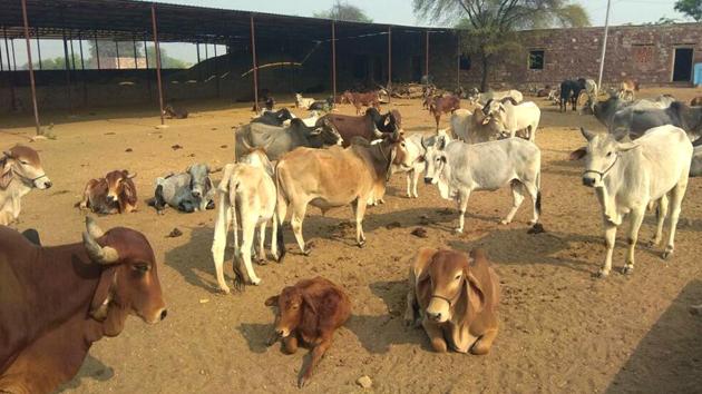 Police have registered 65 cases against cow smugglers in 2015 in Bharatpur district, 71 in 2016 and 51 till October 2017. (HT Photo) Police have registered 65 cases against cow smugglers in 2015 in Bharatpur district, 71 in 2016 and 51 till October 2017. (HT Photo)