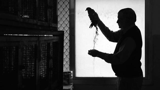 A compounder treats a bird entangled in kite strings at the bird hospital in Jaipur. As residents celebrated Makar Sankranti, flying colourful kites on their terrace and balconies, bird injuries and deaths shot up. The hospital with 83 wards, established around 1950 and run by the Sthanakwasi Shrawak Sangh, opened its doors 24x7 during the time. (Himanshu Vyas / HT Photo) 