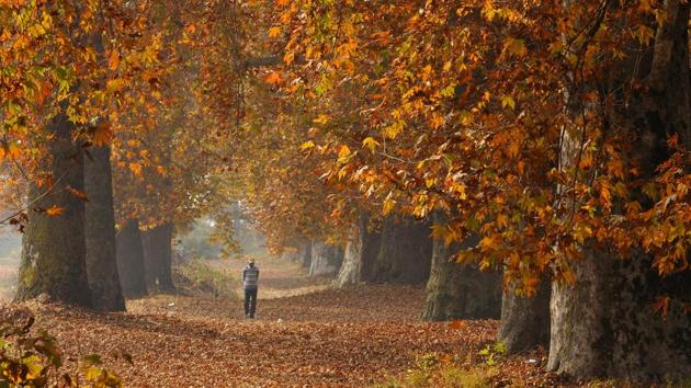 A row of majestic Chinar trees grace autumn in Nishat Bagh in Srinagar. (Waseem Andrabi / HT Photo) 