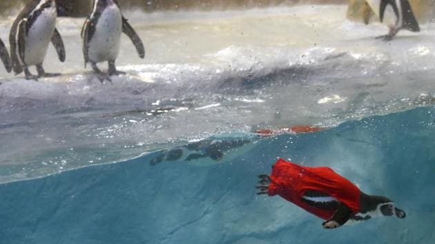 Dressed in a red t-shirt, hand-painted with the words Birthday Boy, Mr. Molt strutted across the enclosure, swam, ate his birthday cake and frolicked with the other six Humboldts on July 21, 2017 at the Byculla Zoo in Mumbai.  (Pratik Chorge / HT Photo) 