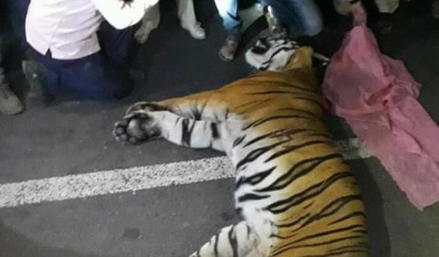 Forest officials from Bor conducted a post-mortem of the tiger on Saturday and burnt the body as per NTCA guidelines.(HT photo) Forest officials from Bor conducted a post-mortem of the tiger on Saturday and burnt the body as per NTCA guidelines.(HT photo)