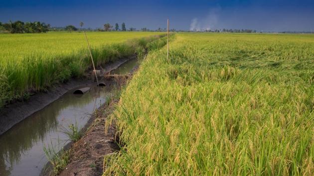 The free power supply will now be available for 23 lakh agricultural pump sets in Telangana.(Shutterstock/Representative image) The free power supply will now be available for 23 lakh agricultural pump sets in Telangana.(Shutterstock/Representative image)