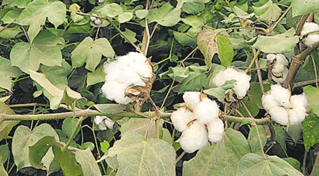 Aurangabad has been the worst-hit, with farmers losing cotton crop planted on 4.81 lakh hectares.(Representational photo)