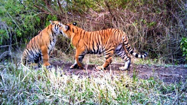 According to state officials, the tigers died due to various reasons ranging from poaching and infighting to infection and collision with train.(Representational Photo)