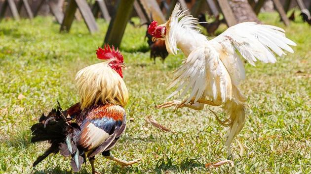 The cockfight, which is often compared to the controversial Jallikattu or the bull-taming game of Tamil Nadu because of the strong sentiment attached, involves two trained roosters fitted with razor-sharp blades on their legs fighting to their death, or until one of them backs off. (Representative image) The cockfight, which is often compared to the controversial Jallikattu or the bull-taming game of Tamil Nadu because of the strong sentiment attached, involves two trained roosters fitted with razor-sharp blades on their legs fighting to their death, or until one of them backs off. (Representative image)