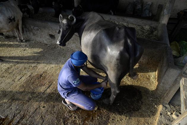 A farmer milking a cow at a farm on the outskirts of Jalandhar. (AFP File Photo) A farmer milking a cow at a farm on the outskirts of Jalandhar. (AFP File Photo)