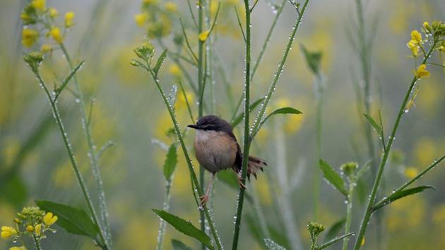 A sparrow rests on mustard plant drenched with dew drops on the out skirts of Jalandhar on Tuesday. (Pardeep Pandit/HT ) A sparrow rests on mustard plant drenched with dew drops on the out skirts of Jalandhar on Tuesday. (Pardeep Pandit/HT )
