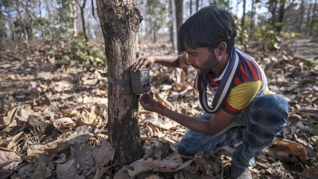 A member of the forest department team checks a camera trap inside the forest. More than 60 such traps have been laid out and a Hyderabad-based hunter was also called in to assist the department with his tranquilliser darts. But the tigress has constantly adapted and never revisits a kill zone, hiding out in gorges covered in bracken so thick that even trackers cannot follow. (Pratik Chorge / HT Photo) 