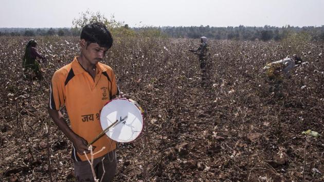 Pramod Rathod plays a drum as one such measure. Before the women enter the fields to pluck cotton, villagers  now burst crackers and play drums to scare away potential tigers. They also ensure that everyone works in groups of four or more and not beyond 5 p.m. (Pratik Chorge / HT Photo) 