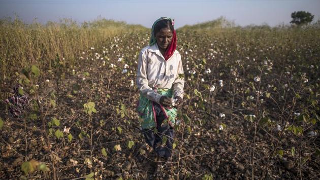 Savitabai Ambadas Thekamb works in a cotton farm at Jothindara village. When 20-year-old Satish Kove of Sakhi village was mauled to death in September, villagers from Sakhi and Banda got together in an angry mob and blocked the forest department’s access to the site as frustration over continued killings grew. (Pratik Chorge / HT Photo) 