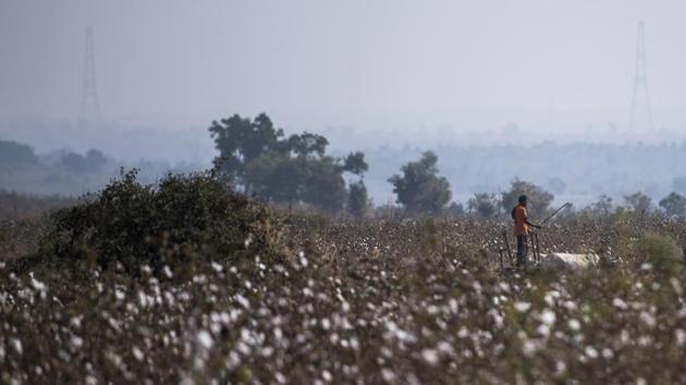 A man works in the cotton field at Bandar village. The department though has considered applying for permission to have the tigress shot. The thick vegetation and post-monsoon cotton crop however, makes visibility very poor making it difficult under current conditions. (Pratik Chorge / HT Photo) 