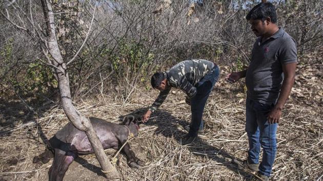 Team members of veterinary officer check one of two buffaloes which were left as bait while they waited in tree machans. They have had some success in luring tigers with newer techniques such as an innovative cage that blends into the vegetation but the tigress remains elusive. (Pratik Chorge / HT Photo) 