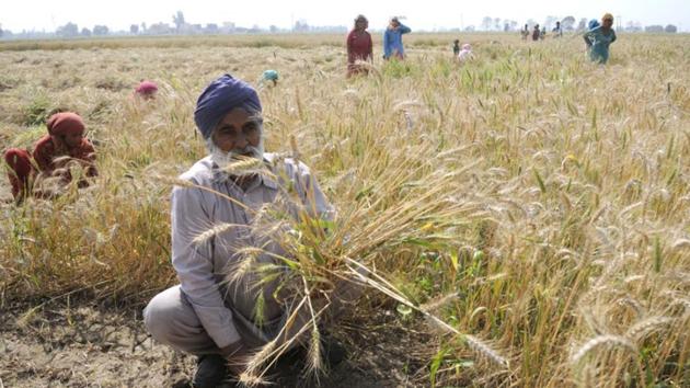 The initial phase covers marginal farmers (with land less than 2.5 acres) who have taken loans from the state cooperative banks. (HT Photo) The initial phase covers marginal farmers (with land less than 2.5 acres) who have taken loans from the state cooperative banks. (HT Photo)