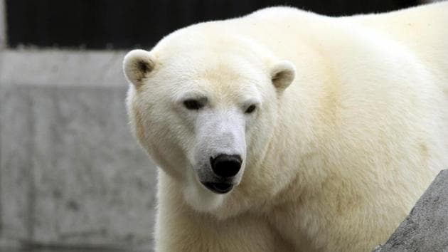 First UK polar bear in 25 years born at Scottish zoo