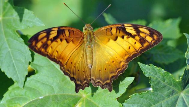 Kulbhushan Kanwar, a Chandigarh-based photographer and butterfly expert, who has been stalking them since his retirement in 2007, busts a long list of myths associated with these enchanting beings straight out of fairyland. (Kulbhushan Kanwar)