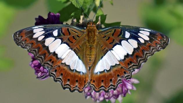 Butterflies can see clearly only till 10 to 12 feet after which they only see a blur. These delicate pretties have a lifespan of one week to a fortnight; only the giant Monarch butterflies found in North America live up to nine months. (Kulbhushan Kanwar)