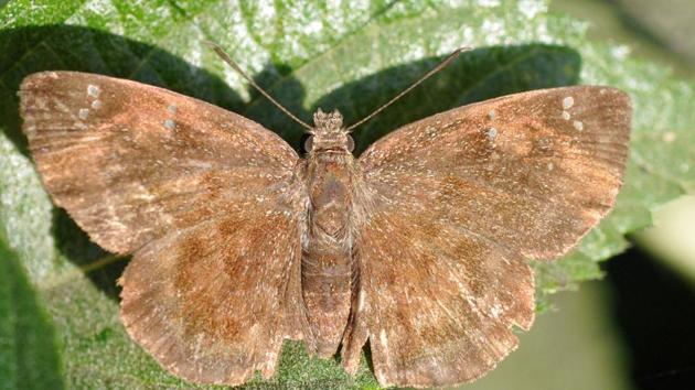 If you are fond of watching butterflies, tricity is an ideal hunting ground, for you can find them behind the Sukhna lake, where tiger butterflies abound. (Kulbhushan Kanwar)